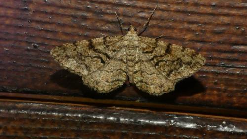 Peribatodes secundaria
